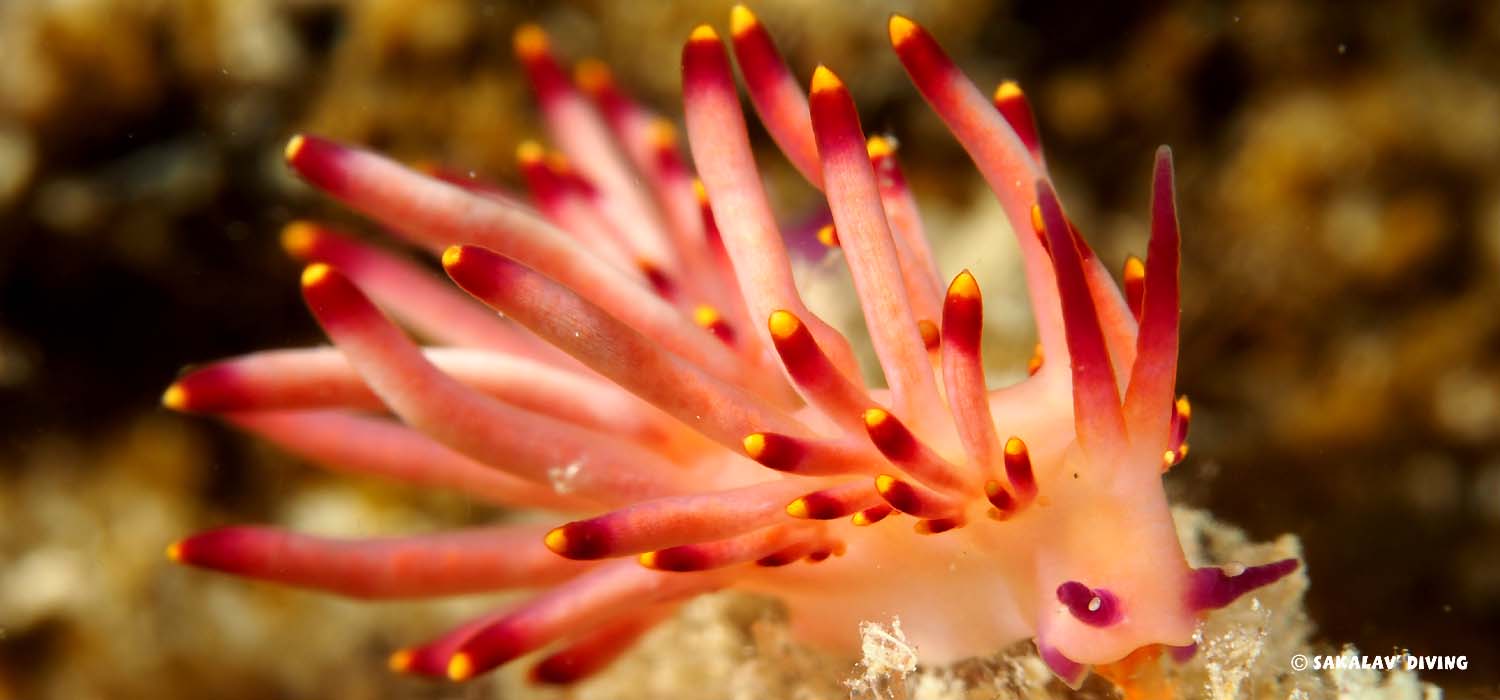 Nudibranches à Nosy Be